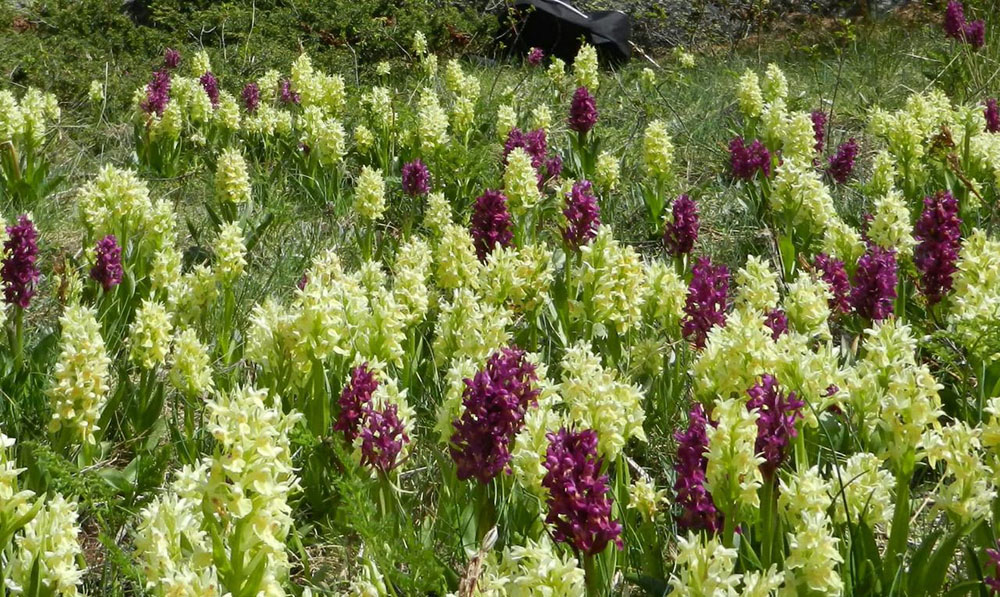 Orchidee in Valle di Susa